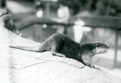 Une loutre à petites griffes au zoo de Londres, août 1913 - Frederick William Bond